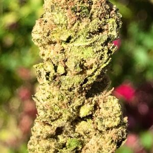 Hash Plant THCa Hemp Flower